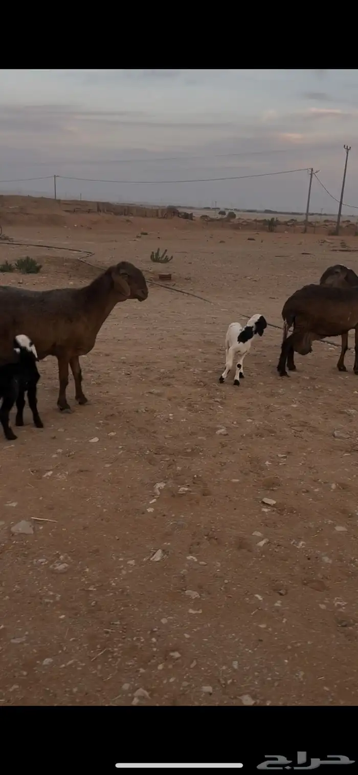 للبيع سواكن مهجنه ب نعيم وليد 3