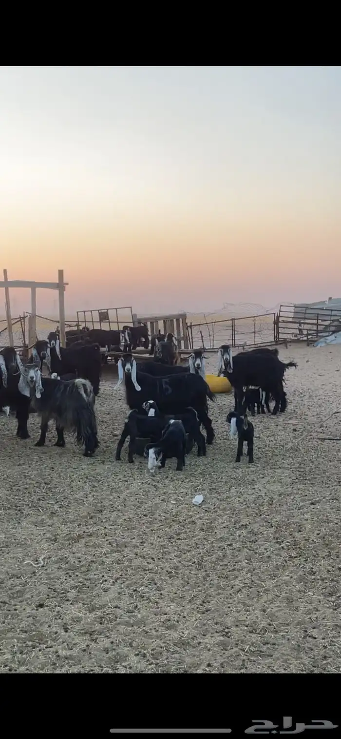 معزا عوارض رغايث 21