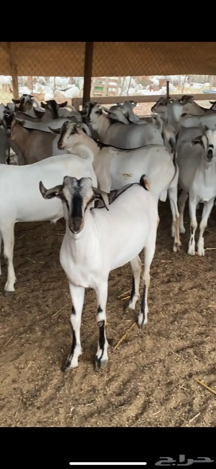 تيوس. مستورده. مجارده. خلف الرايه. متوفر تابي وتمارا 0