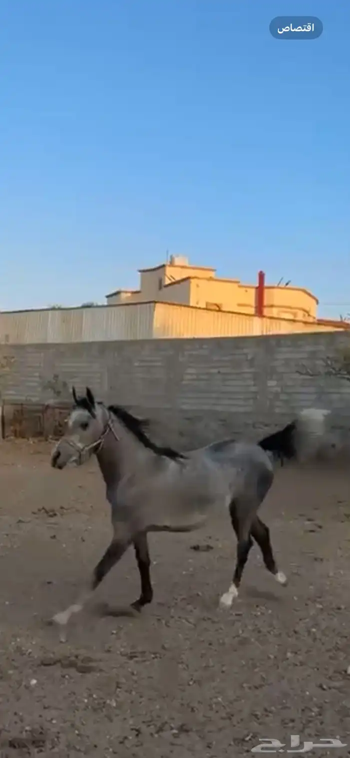 السلام عليكم ورحمة الله وبركاته حصان شعبي للبيع معسوف 0