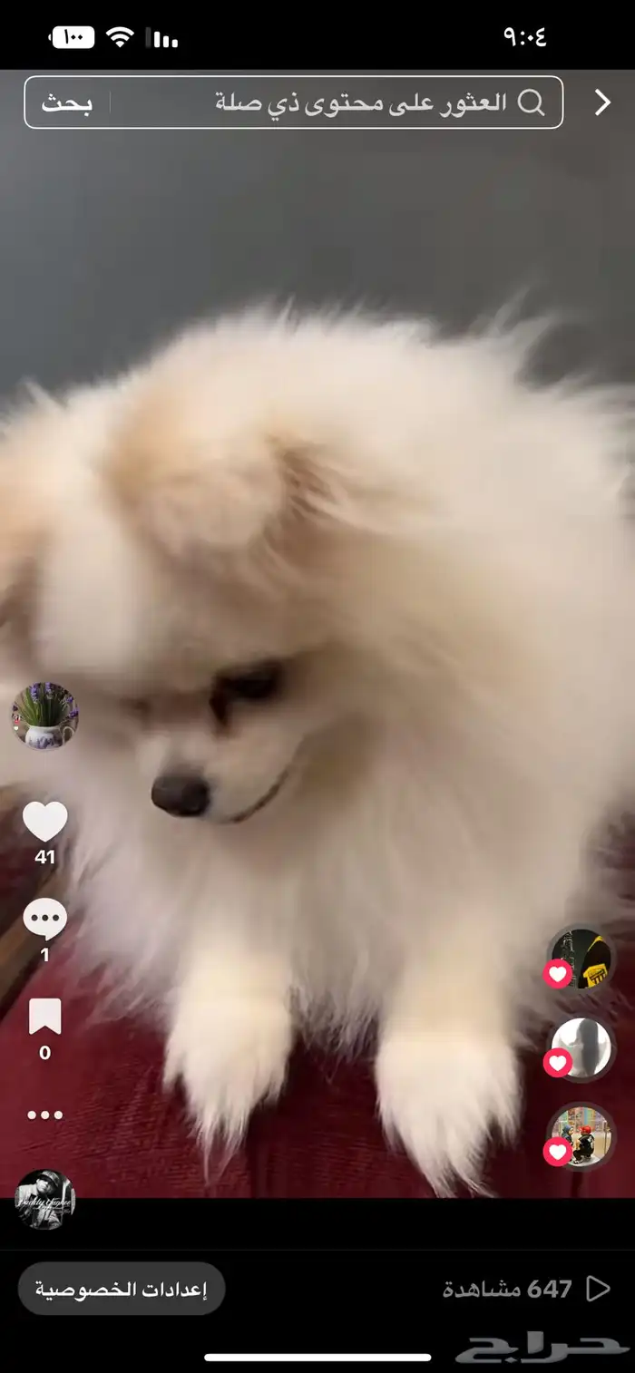 الخبر  العقربية 3