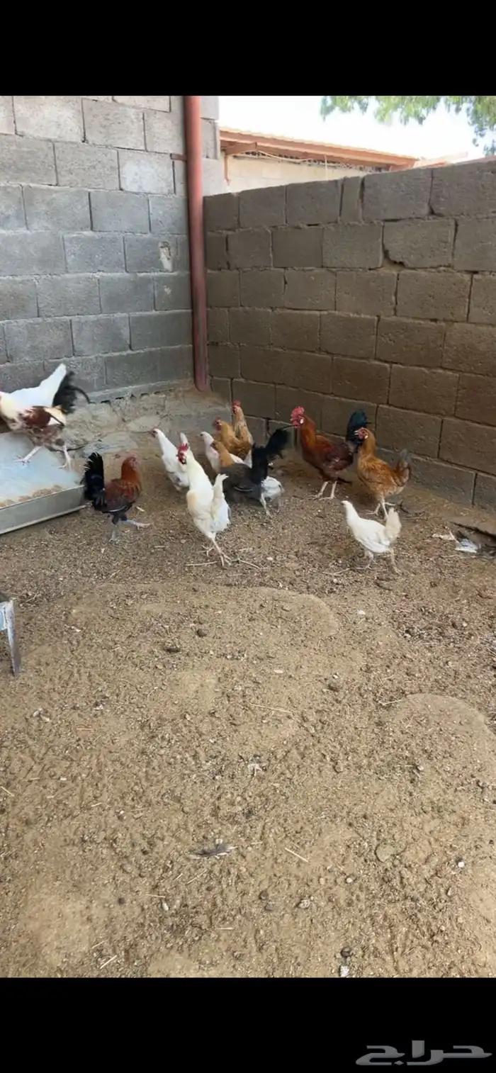 دجاج بلدي 1