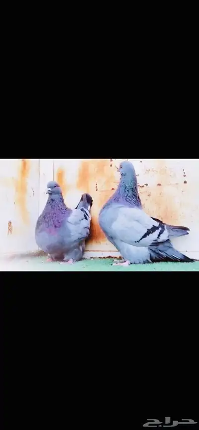 زوج فرش top index