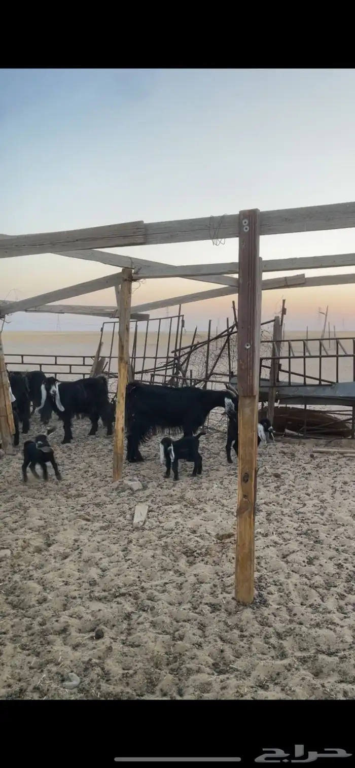 معزا عوارض رغايث 20