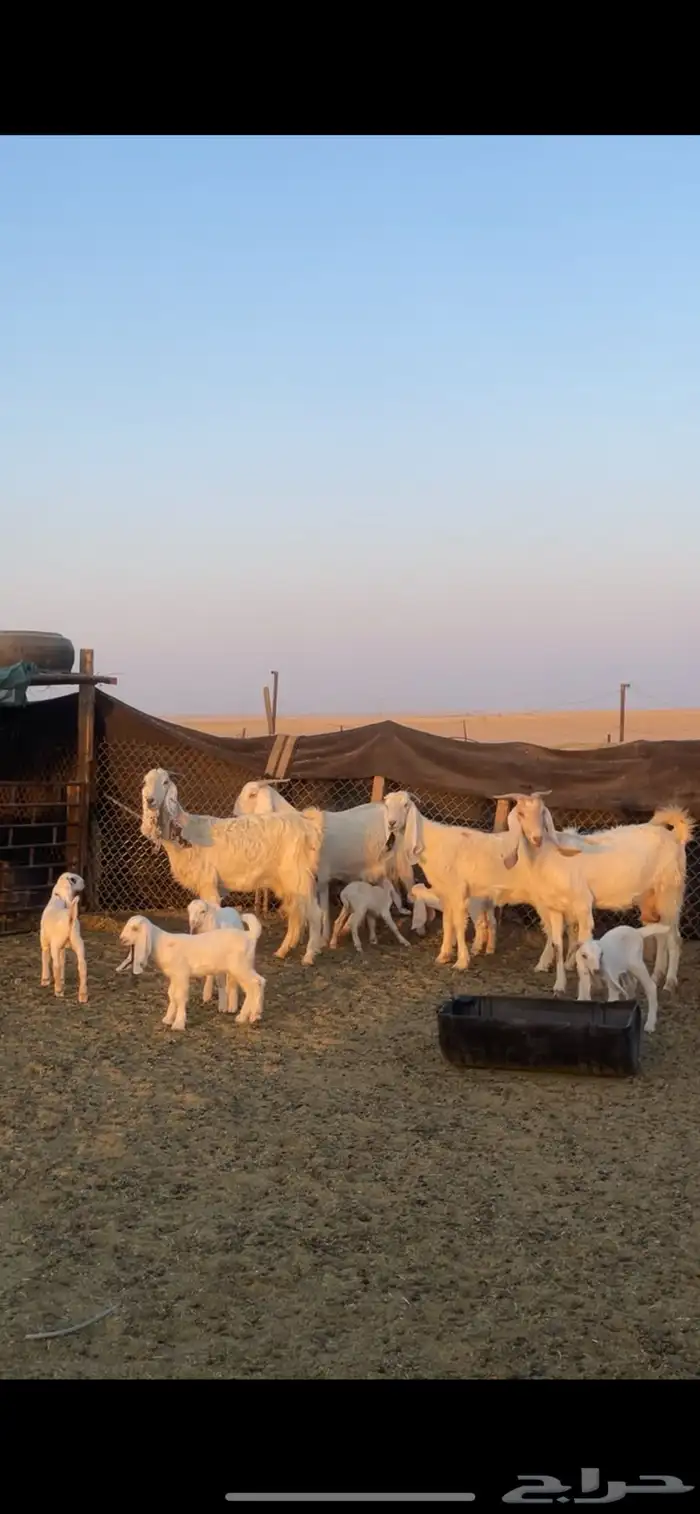 معزا عوارض رغايث 16