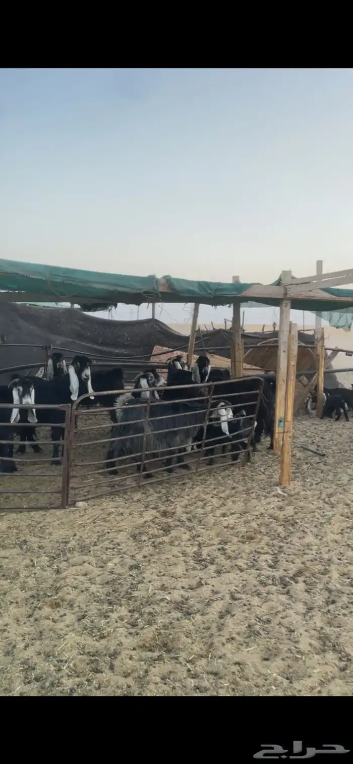 معزا عوارض رغايث 1