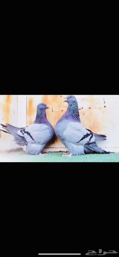 زوج فرش top index