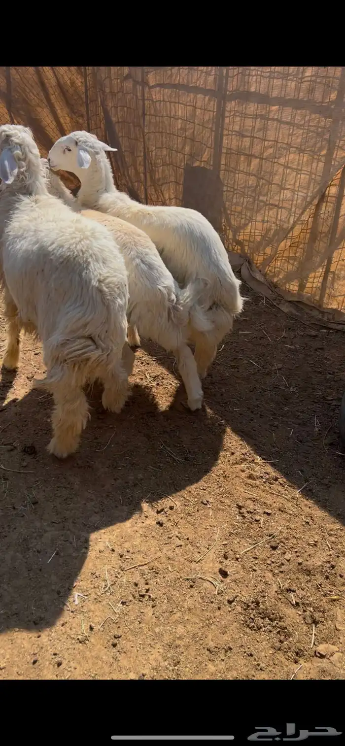 طليان حري وعيسي طيبه بالحيل ونضيفه 0