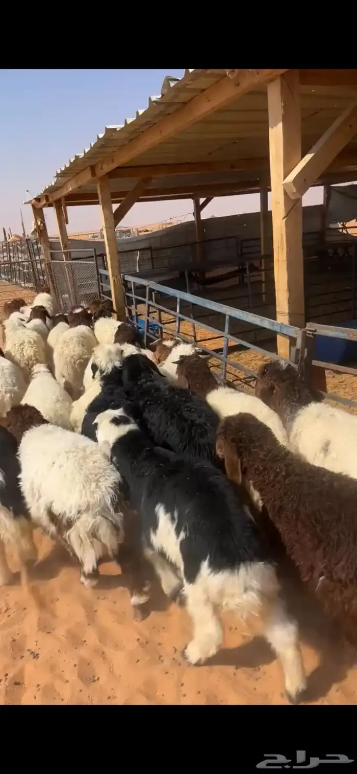 هرافى نعيم 1