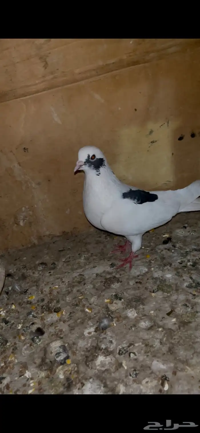 حمام قطيفي منتج للبيع 2