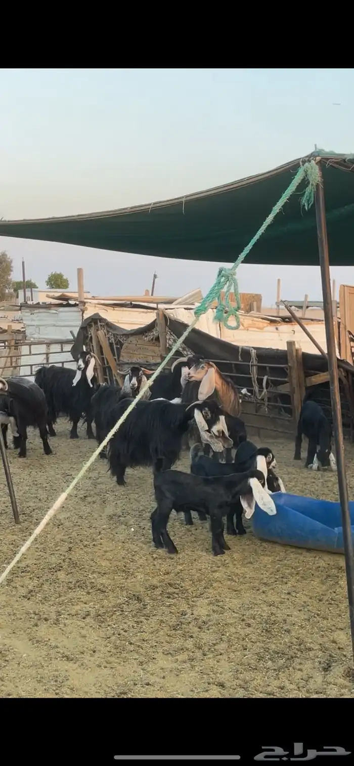 معزا عوارض رغايث 11