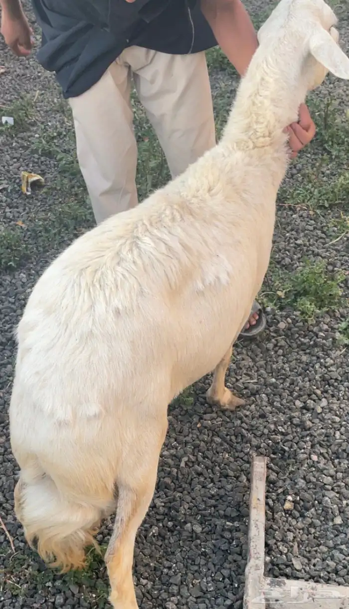 نعجه فل شحم 0