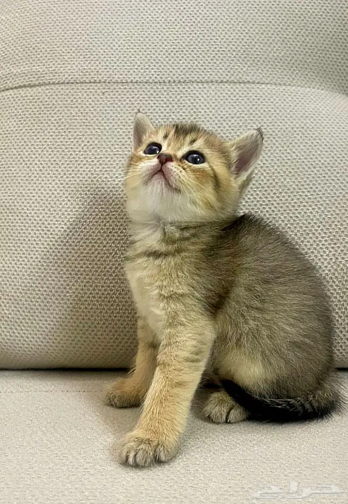 قطط سكوتش ستريت صغار للبيع 6