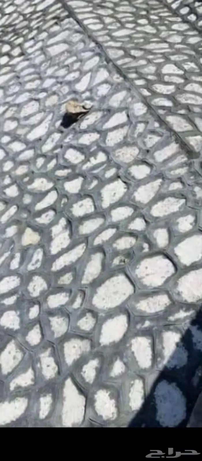 تليس حجروربراب 3