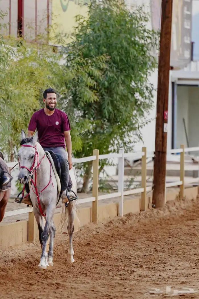 مدرب فروسية تعليم اساسيات ركوب الخيل قفز الحواجز عسف الامهار 2