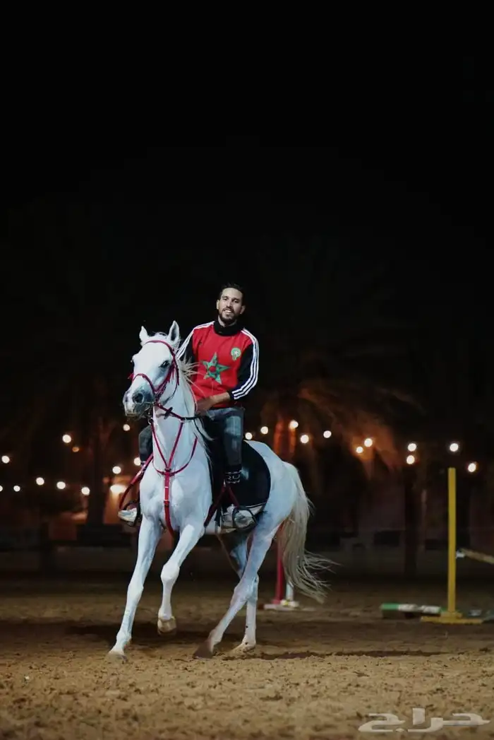 مدرب فروسية تعليم اساسيات ركوب الخيل قفز الحواجز عسف الامهار 1