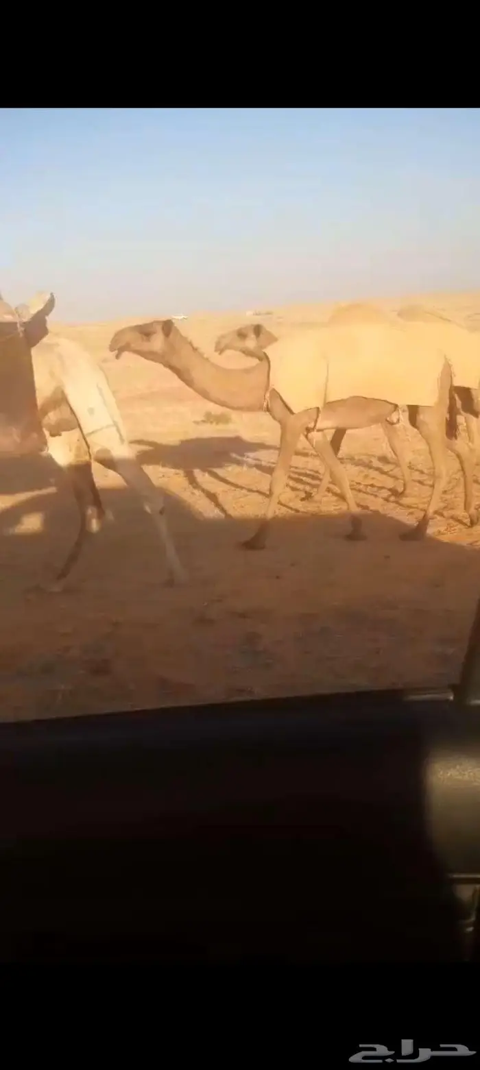 صفرا بكره كفو 0