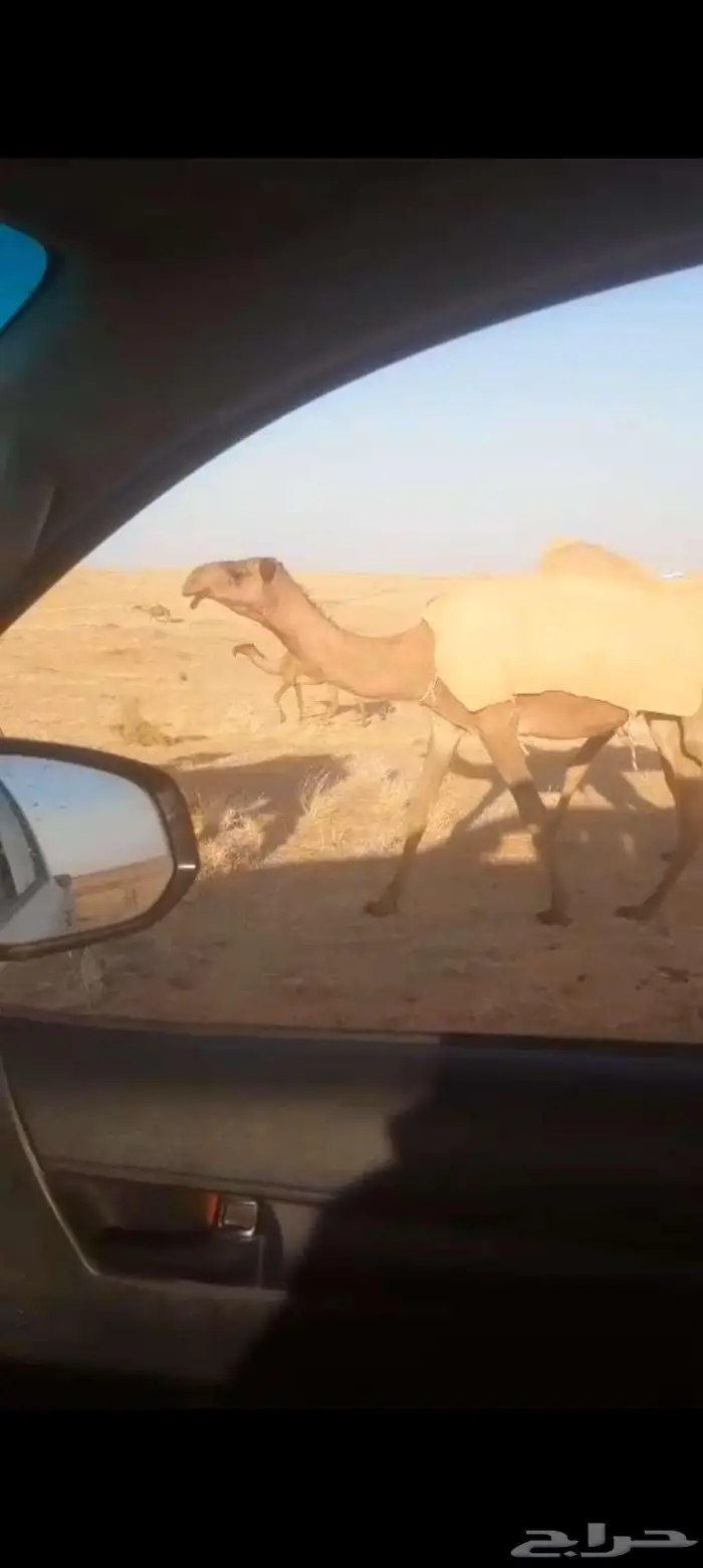 صفرا بكره كفو 1