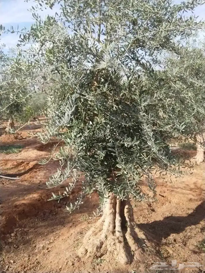 اشجار زيتون معمر 2