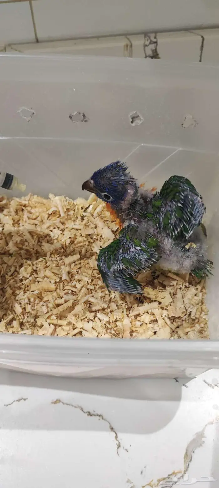 فرخ لوري رد كولار للبيع((تم البيع)) 2