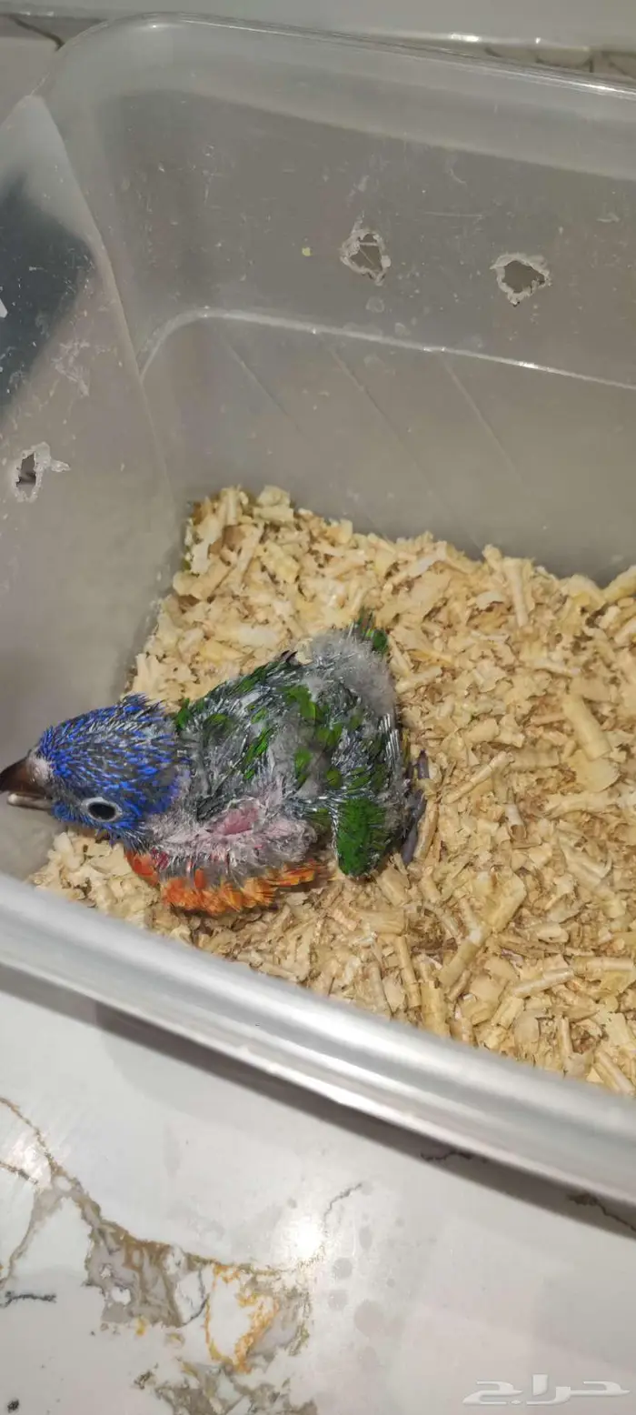 فرخ لوري رد كولار للبيع((تم البيع)) 3