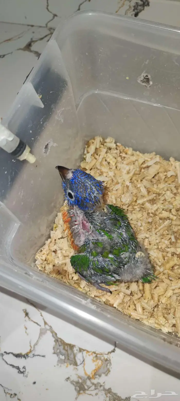 فرخ لوري رد كولار للبيع((تم البيع)) 4