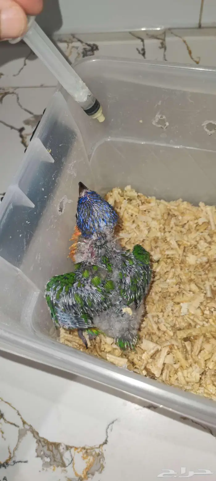 فرخ لوري رد كولار للبيع((تم البيع)) 0