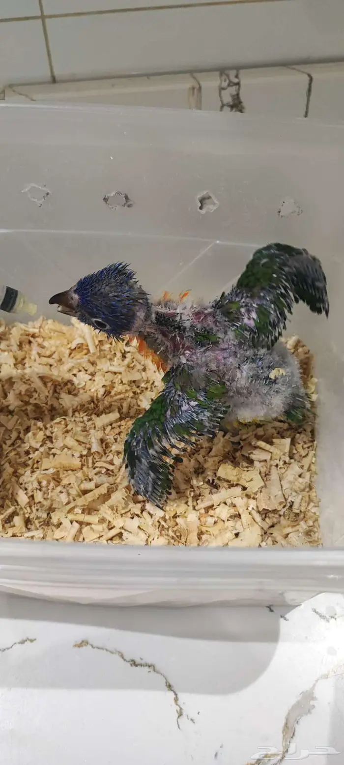 فرخ لوري رد كولار للبيع((تم البيع)) 5