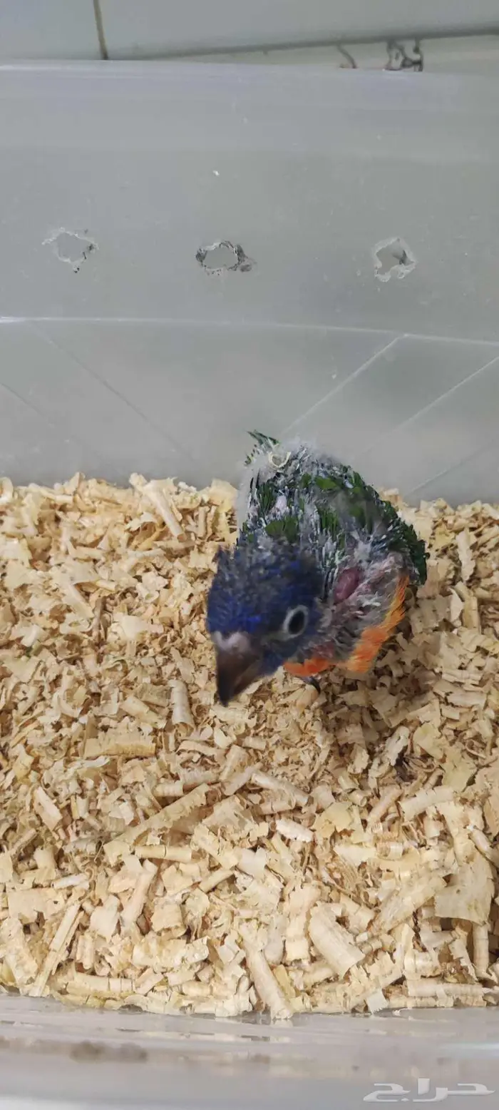 فرخ لوري رد كولار للبيع((تم البيع)) 1