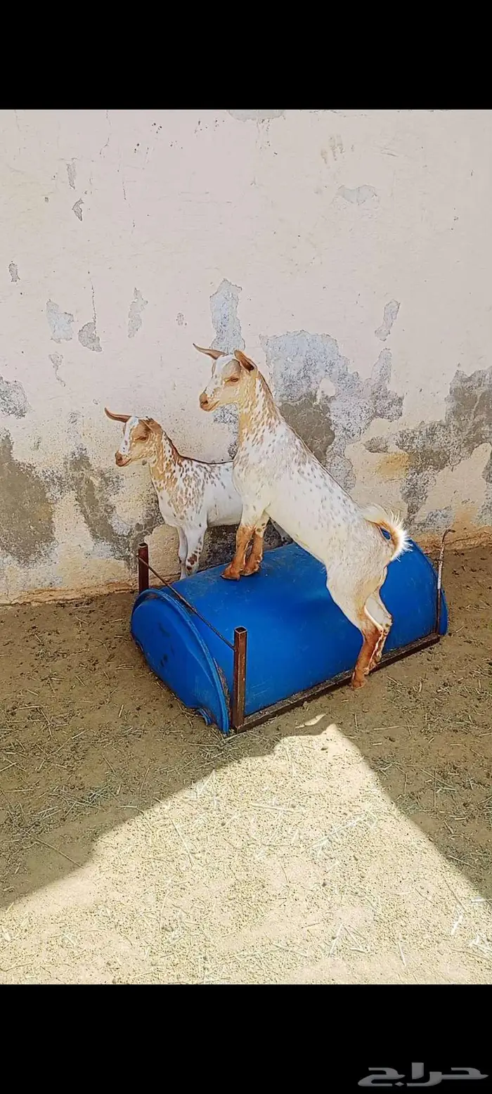 2 تيوس هجين صلالي 1