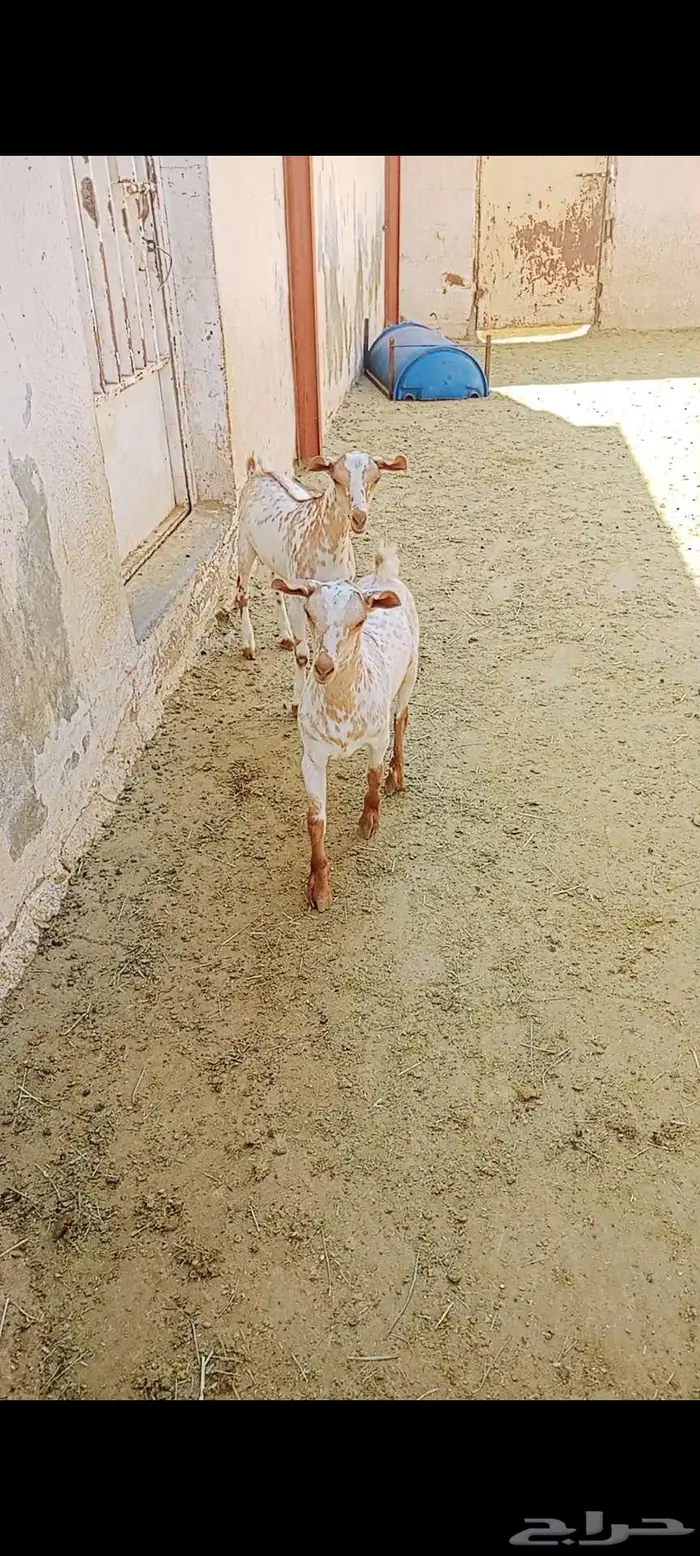 2 تيوس هجين صلالي 0