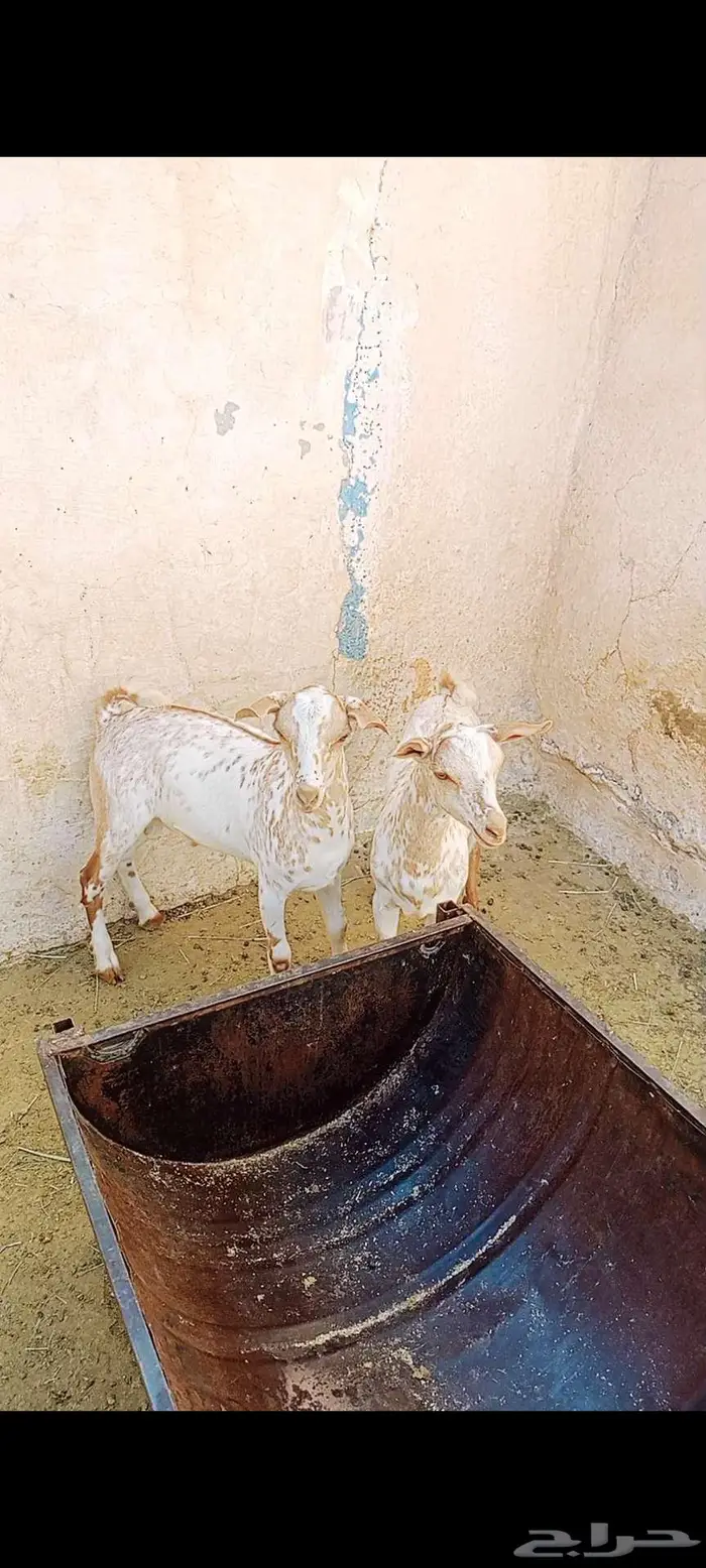 2 تيوس هجين صلالي 2