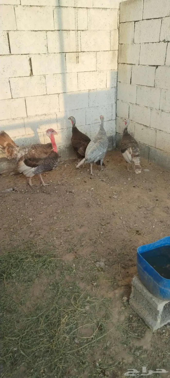 طقم رومي منتج 6