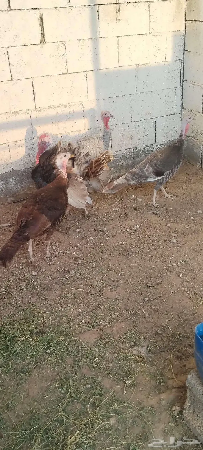 طقم رومي منتج 8