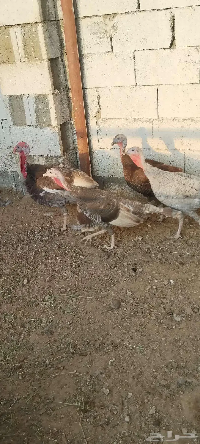 طقم رومي منتج 7