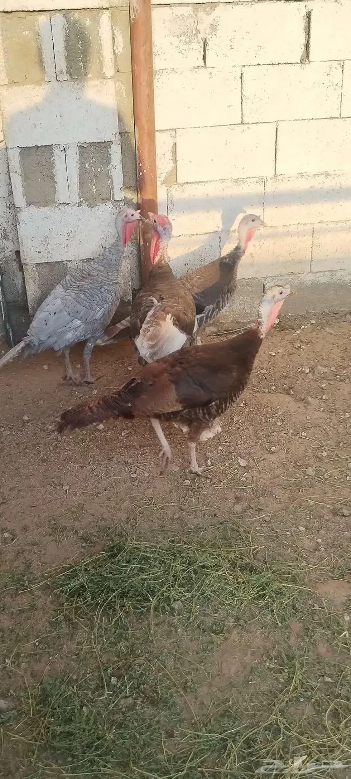 طقم رومي منتج 12