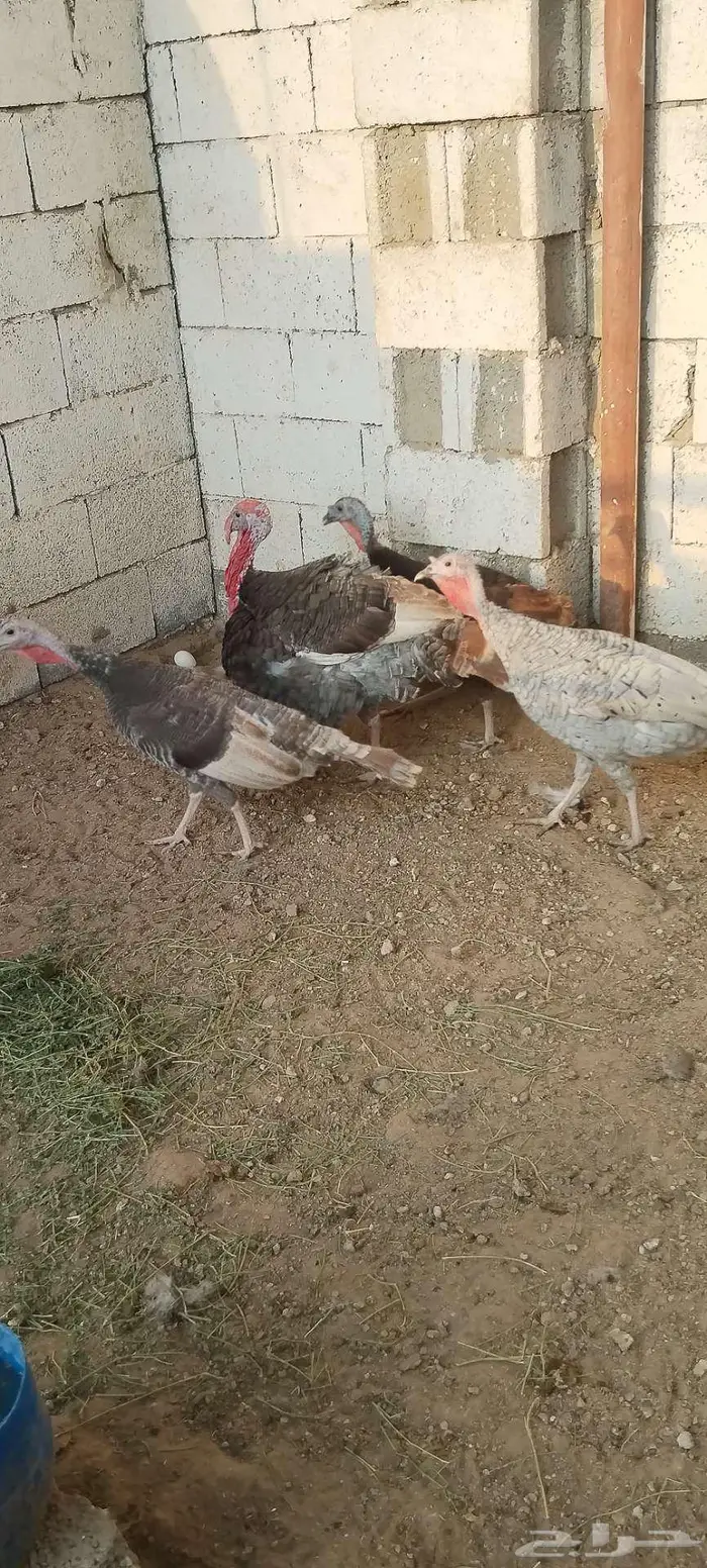 طقم رومي منتج 13