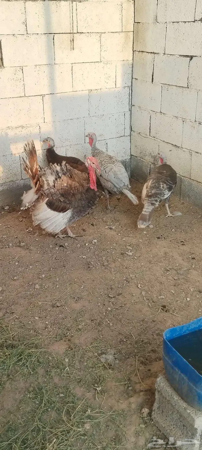 طقم رومي منتج 14