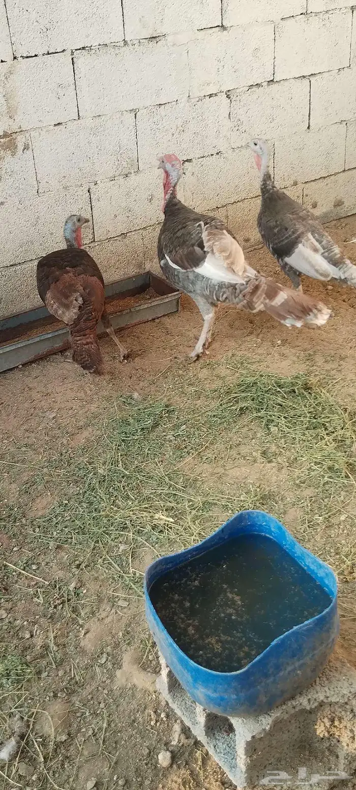 طقم رومي منتج 10