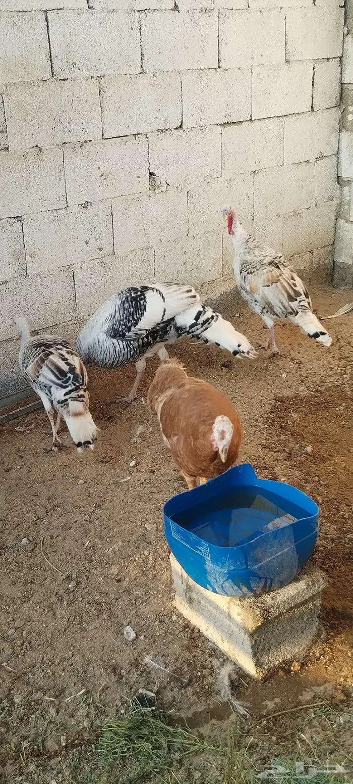 طقم رومي منتج 11