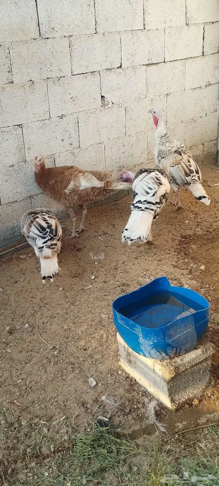 طقم رومي منتج 15