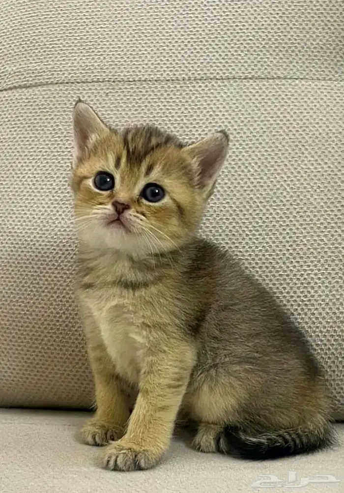 قطط سكوتش ستريت صغار للبيع 1