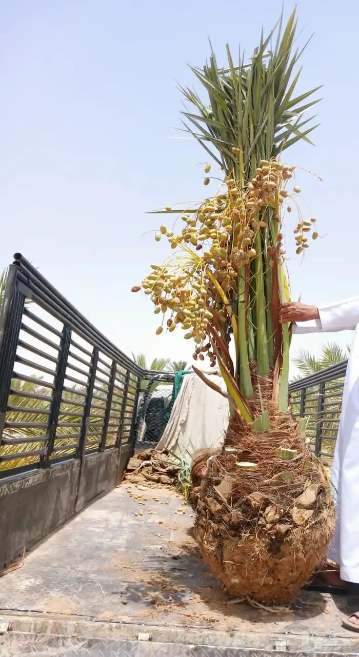 نخل واشنطني نخل مثمر نقايل اخلاص سكري صقعي شيشي هلالي مجدول 8