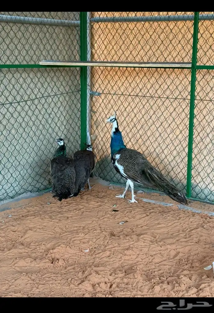 منتجع واسع و متكامل للإيجار اليومي في العمارية 8