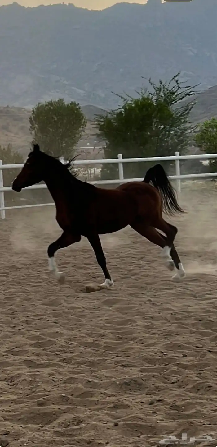 حصان عربي باوراق 4