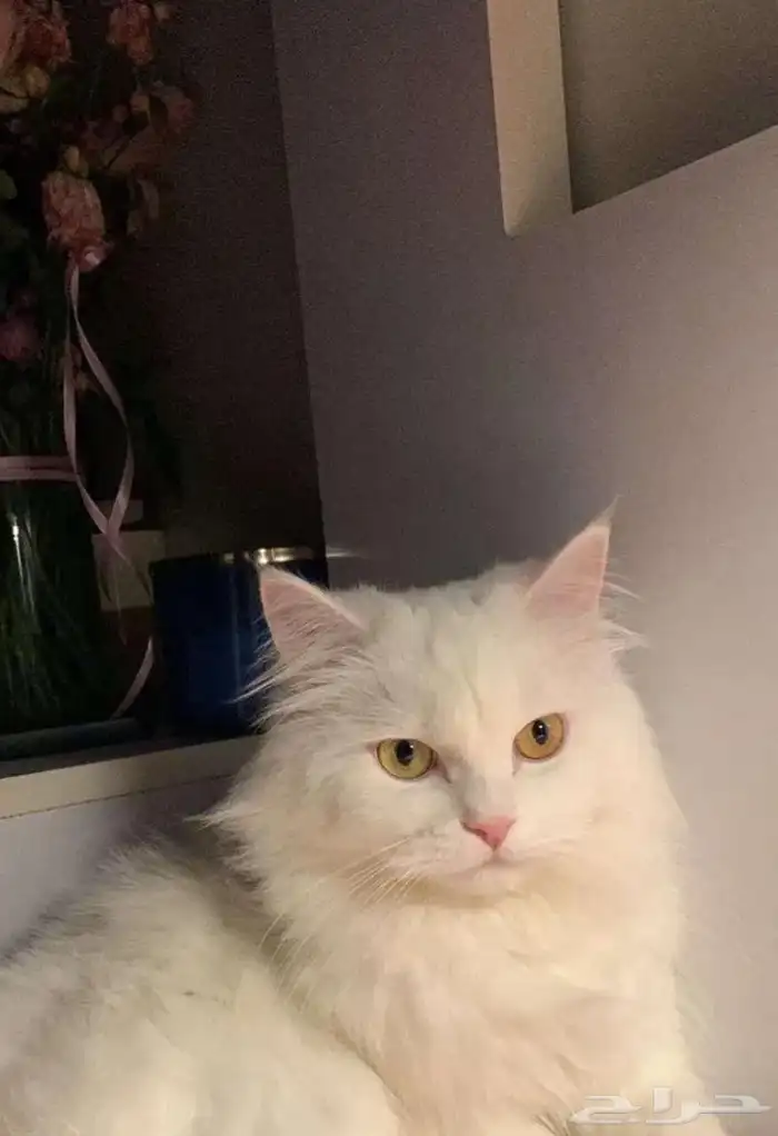 قطة شيرازية 0