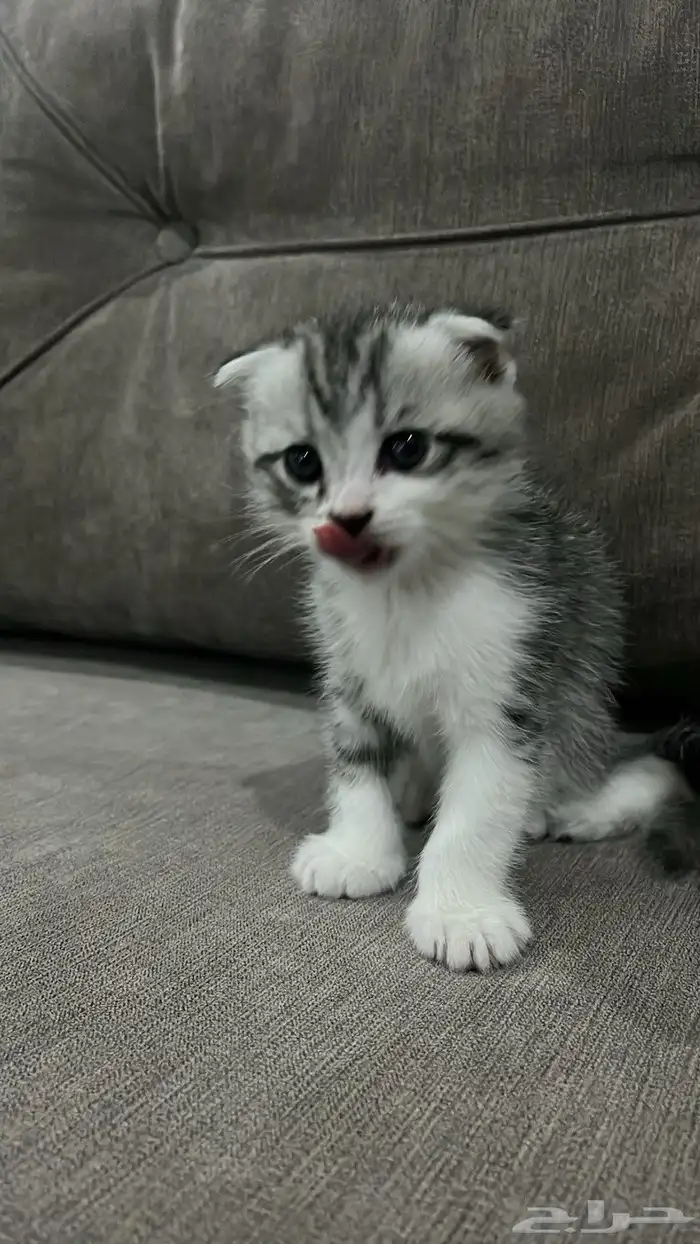 سكوتس للبيع 2