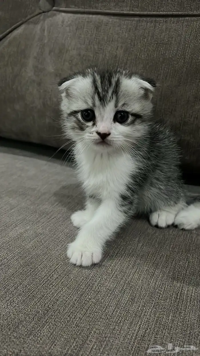 سكوتس للبيع 0