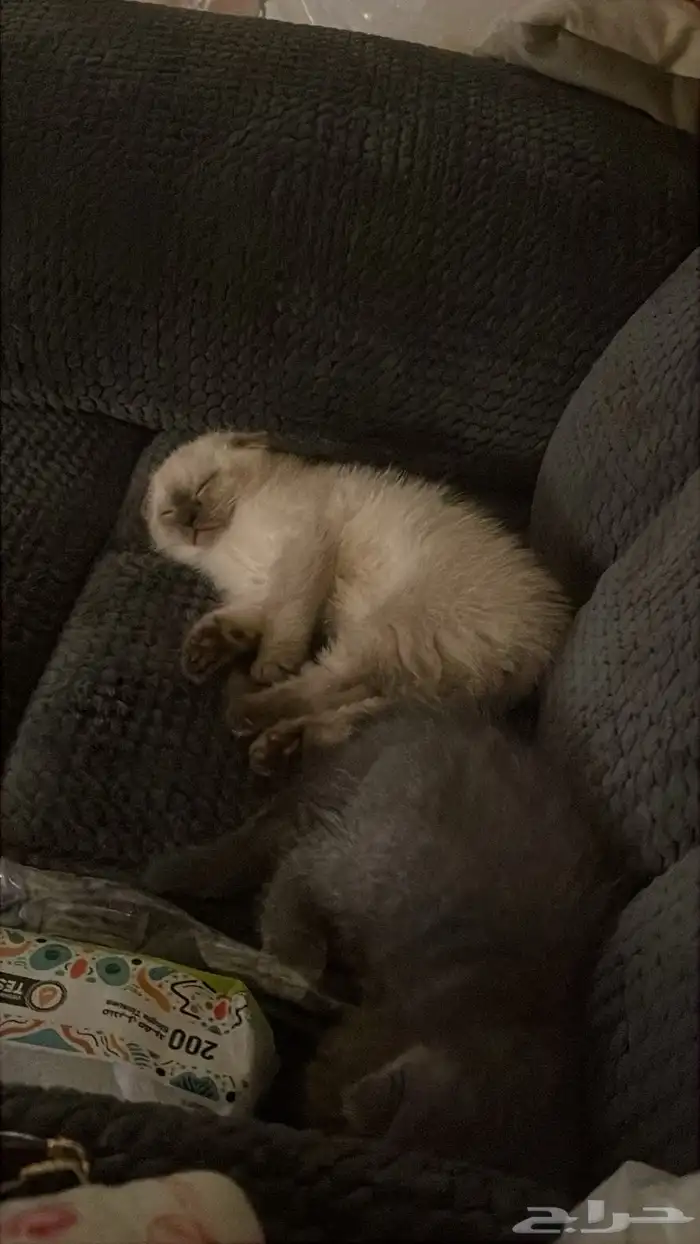 قطط للبيع 2