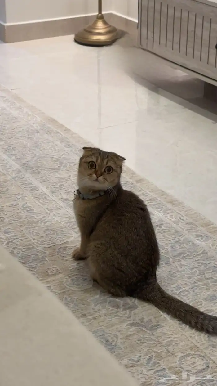 قطه سكوتش للبيع انثى معقمه معه دفتر تطعيمات السعر 800 1